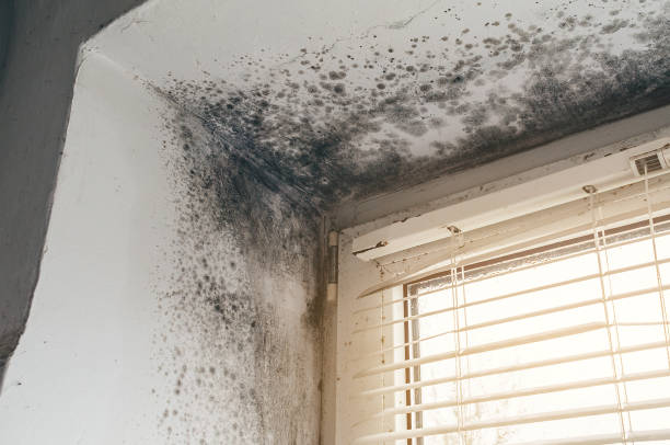 Affordable Commercial Mold Remediation solutions in Alum Bank, PA
